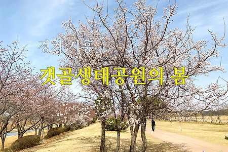 경기 시흥 갯골생태공원의 봄 벚꽃 상황(2021.4.1 현재)