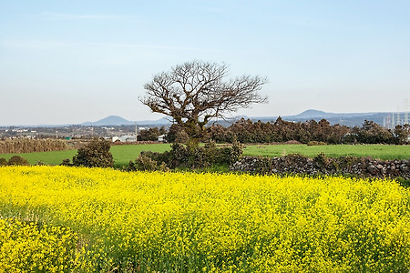고목과유채