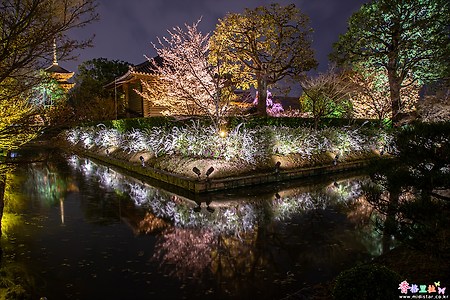 [일본] 교토(京都)의 벚꽃 명소 도지(東寺) 야경