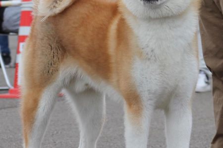 This is Akita Inu