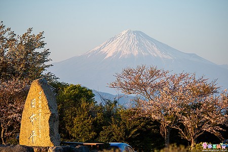 [일본] 시즈오카(静岡)의 벚꽃 명소 니혼다이라(日本平) 공원