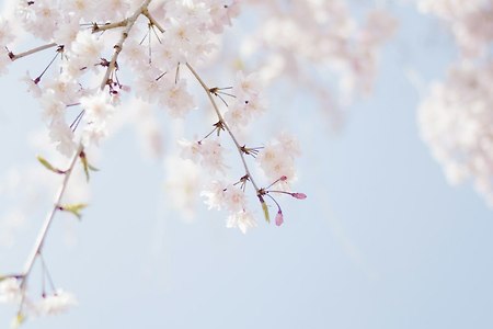 3월 국내 여행의 벚꽃 풍경을 만나다!
