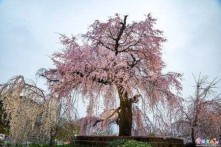 [일본] 교토(京都)의 벚꽃 명소 마루야마공원(円山公園)