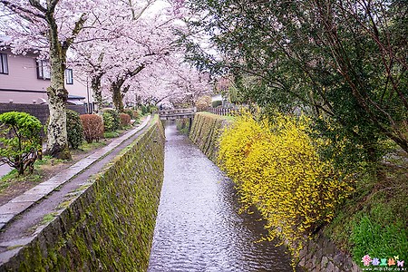 [일본] 교토(京都)의 벚꽃 명소 철학의 길(哲學の道)