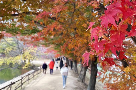가을에 만나는 벚꽃 그리고 단풍, 진해 내수면 환경생태공원