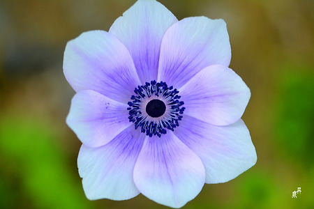 아네모네가 이렇게 예쁜줄은,,,,,