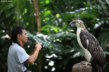 [필리핀여행/다바오] 세상에서 가장 큰 독수리, 필리핀 독수리