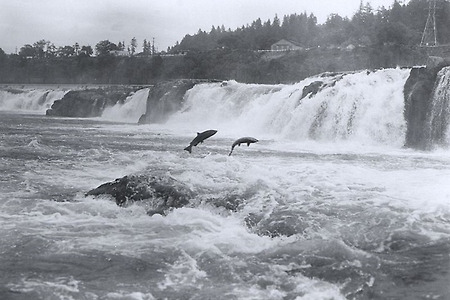 [미국 야생동물] 2. 강렬한 생명력의 상징 – 강을 타고 올라오는 워싱턴주 연어
