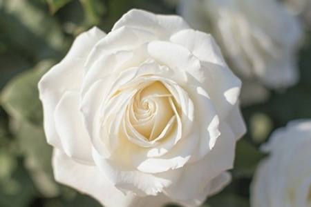 백장미 화이트 로즈 꽃 식물 꽃잎 향기로운 여름 개화 접사 사진 매크로 핑크 로맨틱한 가시 - 무료이미지