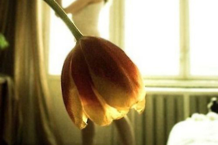 꽃드레스 - Tatiana Mikhina 작가소개