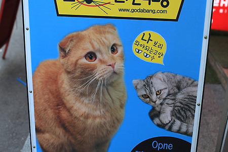 [홍대 고양이카페] 고양이다락방