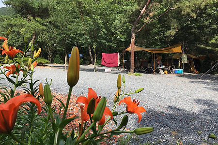 Camping#8. 청도 삼계리 주말농원 캠핑장