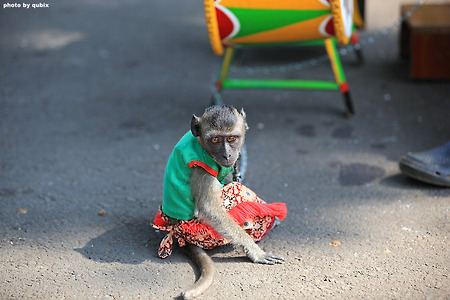 [인도네시아 자카르타 여행] 옷입은 원숭이