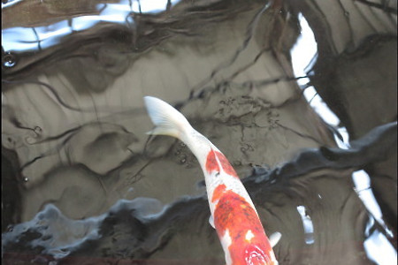 생선 잉어 비단잉어 연못 물고기 물 금붕어 정원 동양적인 민물고기 헤엄치는 관상어 - 무료이미지