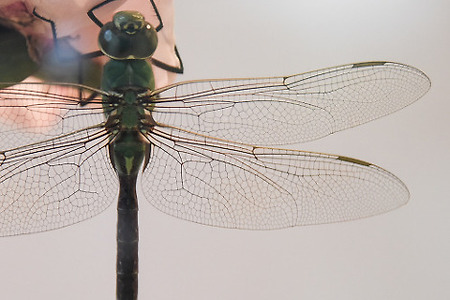 잠자리 곤충 근접 촬영 고추잠자리 날개 매크로 사진 생물 야외 자연 겹눈 접사 - 무료이미지