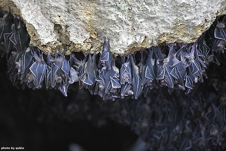 [필리핀여행/다바오] 몽포르 박쥐 동굴