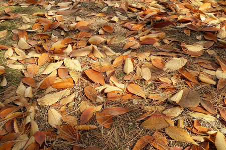[Galaxy Note 3] Autumn Leaves