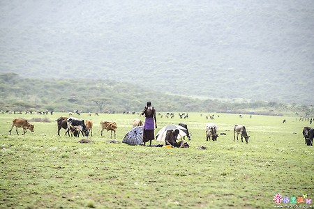 [탄자니아] 목동들의 일상