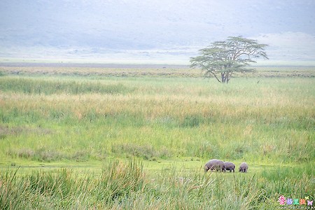 [탄자니아] 응고롱고로 분화구 하마가족