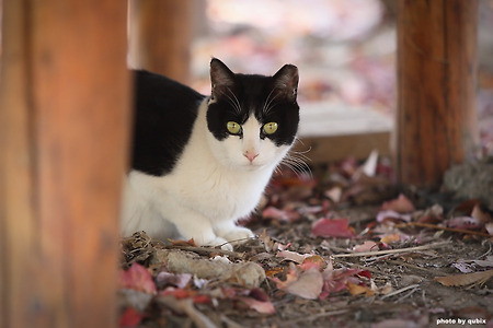 서울숲 고양이  ｜ 턱시도, 삼색이, 카오스  고양이