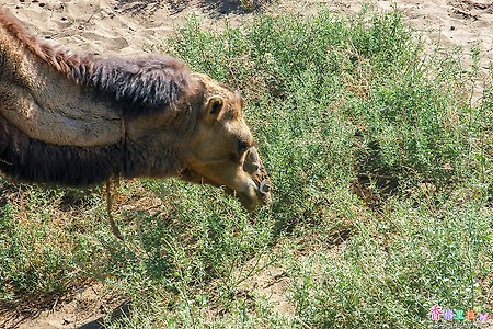 [중국] 쿠무타크 사막 그리고 낙타