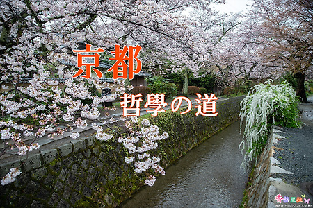 2017 일본 교토 여행기 7, 교토 철학의 길(哲學の道) 벚꽃