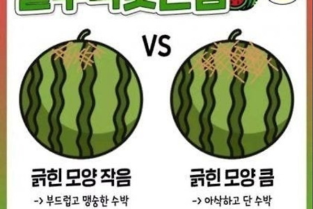 수박 잘 고르기, 간단 정리!! (feat. 자취생으로 살아남기)