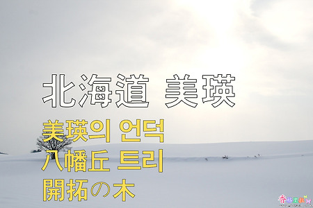 2023년 일본 홋카이도 여행 7 / 비에이(美瑛) 언덕, 하치만언덕 트리(八幡丘ツリー)