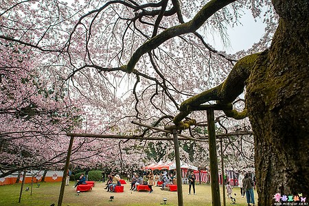 [일본] 교토(京都)의 벚꽃 명소 다이고지(醍醐寺)