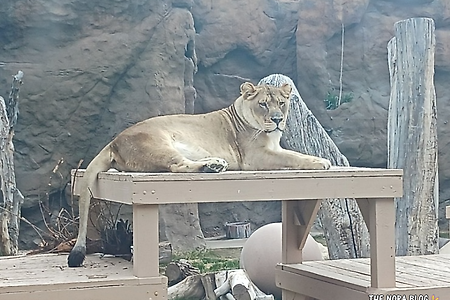 [투산] Reid Park Zoo 리드 파크 동물원 - 투산 동물원