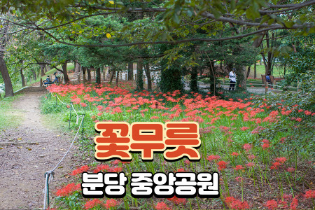 분당 중앙공원 꽃무릇 파티 :: 9월 꽃구경 가볼만한곳