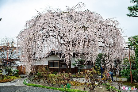 [일본] 교토(京都)의 벚꽃 명소 혼만지(本萬寺)