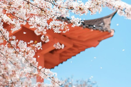국내 벚꽃 여행지 봄의 매력을 느끼러 출발~!