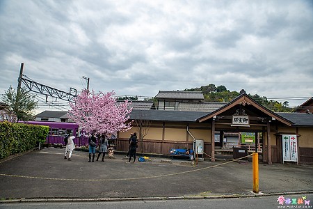 [일본] 교토(京都)의 벚꽃 명소 닌나지(仁和寺)