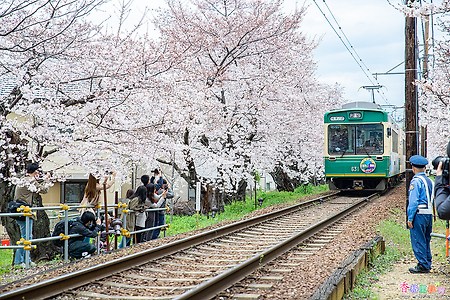 [일본] 교토(京都)의 벚꽃 명소 란덴전철(嵐電電鐵) 나루타키역(鳴滝駅)