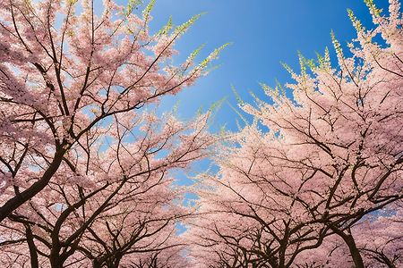 봄 날, 벚꽃, 벚꽃나무, 꽃길 (무료 이미지)