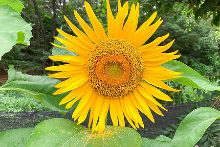 해바라기(Sun Flower)