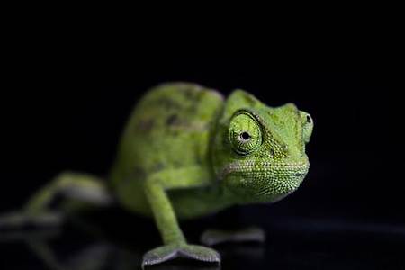 카멜레온 도마뱀 무료 이미지 | chameleon lizard