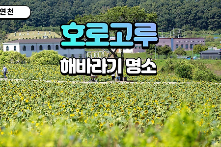 해바라기 명소, 연천 '호로고루'  :: 서울근교 당일여행 가볼만한곳