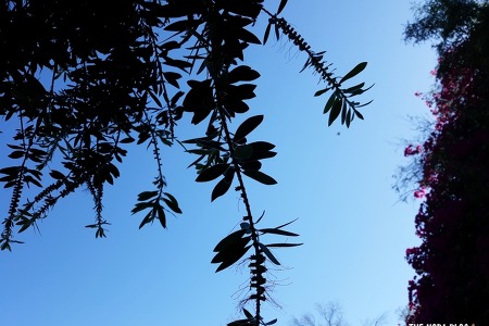 복슬복슬 화사했던 꽃잎이 다 떨어진 Bottlebrush Tree 병솔나무