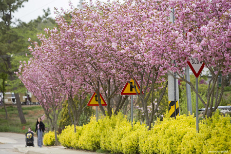 당진 여행, 겹벚꽃 명소 삼선산수목원