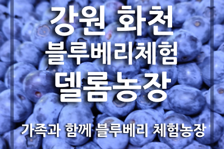 화천 간동면 블루베리 체험 농장 소개