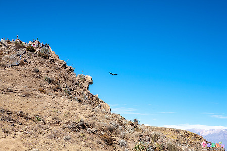 [페루] 꼴까 계곡(Colca Caynon)의 독수리(El Condor)