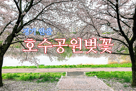 경기 안산 호수공원벚꽃 엔딩