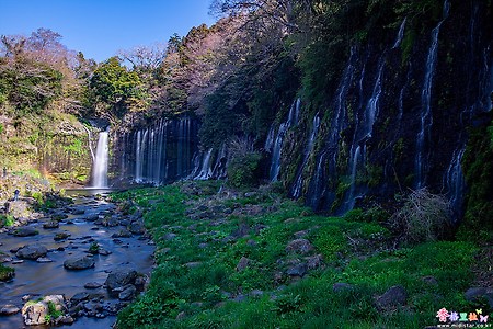 [일본] 시즈오카(静岡)의 벚꽃 명소 시라이토노다끼(白糸の滝)