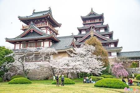 [일본] 교토(京都)의 벚꽃 명소 후시미모모야마 성(伏見桃山城)