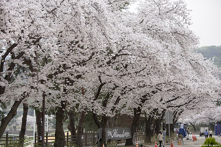 과천 경마공원 렛츠런파크 벚꽃 - 수도권 벚꽃 명소 가볼만한곳