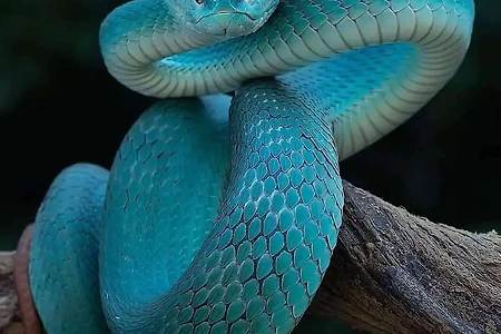 아름다운 뱀들