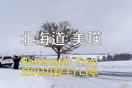 2023년 일본 홋카이도 여행 2 / 비에이 세븐 스타나무 언덕, 오야꼬(親子)나무