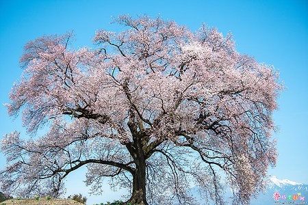 [일본] 아마나시(山梨)의 벚꽃 명소 와니추가(王仁塚)의 300년 수령의 벚나무
